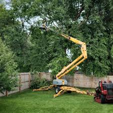 How Our Tree Care Process Works  in Brevard, NC